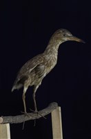 藏品(夜鷺)的圖片